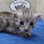 Mau silver Male DOB 11-16-23
