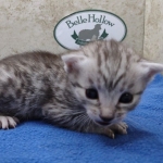Mau silver Male DOB 11-16-23