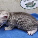 Mau silver Male DOB 11-16-23