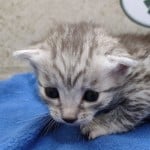 Mau silver Male DOB 11-16-23