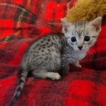 Mau silver Male DOB 11-16-23