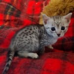 Mau silver Male DOB 11-16-23