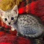 Mau silver Male DOB 11-16-23