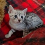 Mau silver Male DOB 11-16-23