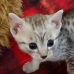 Mau silver Male DOB 11-16-23