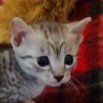 Mau silver Male DOB 11-16-23