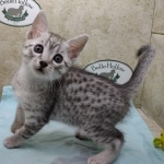 Mau silver Male DOB 11-16-23