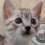 Mau silver Male DOB 11-16-23