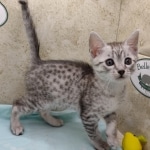 Mau silver Male DOB 11-16-23
