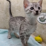 Mau silver Male DOB 11-16-23