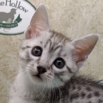 Mau silver Male DOB 11-16-23