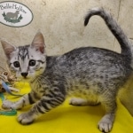 Mau silver Male DOB 11-16-23