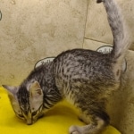 Mau silver Male DOB 11-16-23