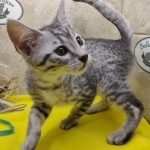 Mau silver Male DOB 11-16-23