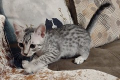 Egyptian Mau silver male #3 DOB 12-23-21