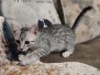 Egyptian Mau silver male #3 DOB 12-23-21