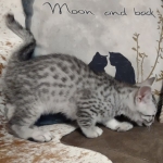 Mau silver Male DOB 12-23-21