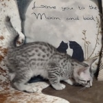 Mau silver Male DOB 12-23-21