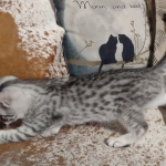 Mau silver Male DOB 12-23-21