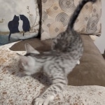 Mau silver Male DOB 12-23-21