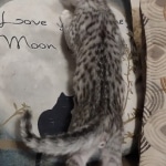 Mau silver Male DOB 12-23-21