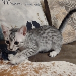 Mau silver Male DOB 12-23-21