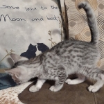 Mau silver Male DOB 12-23-21