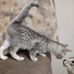 Mau silver Male DOB 12-23-21