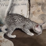 Mau silver Male DOB 12-23-21