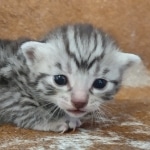 Mau silver Male DOB 12-23-21