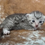 Mau silver Male DOB 12-23-21