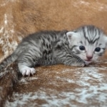 Mau silver Male DOB 12-23-21