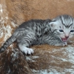 Mau silver Male DOB 12-23-21