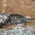 Mau silver Male DOB 12-23-21