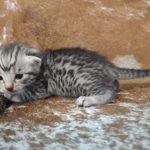 Mau silver Male DOB 12-23-21