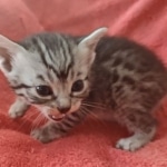 Mau silver Male DOB 12-23-21