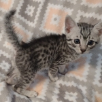 Mau silver Male DOB 12-23-21