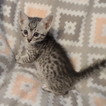 Mau silver Male DOB 12-23-21