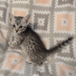 Mau silver Male DOB 12-23-21