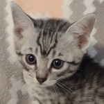 Mau silver Male DOB 12-23-21