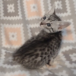 Mau silver Male DOB 12-23-21