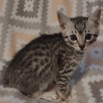 Mau silver Male DOB 12-23-21