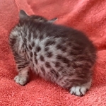 Mau silver Male DOB 12-23-21