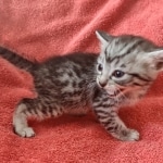 Mau silver Male DOB 12-23-21