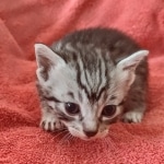 Mau silver Male DOB 12-23-21