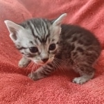 Mau silver Male DOB 12-23-21