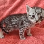 Mau silver Male DOB 12-23-21