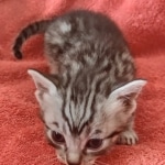 Mau silver Male DOB 12-23-21