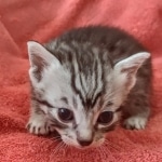 Mau silver Male DOB 12-23-21