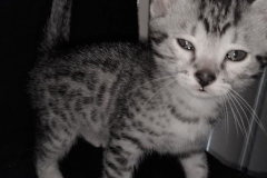 Odin Egyptian Mau Silver Male #3 DOB 2-14-19